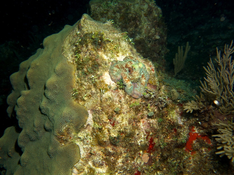 Reef Octopus IMG_3183.jpg